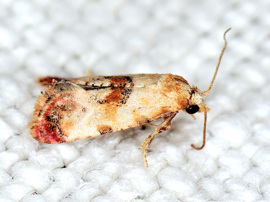 Tortricidae N. 15